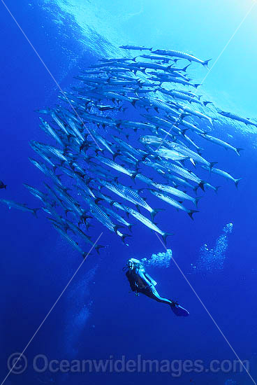 Scuba Diver Chevron Barracuda photo