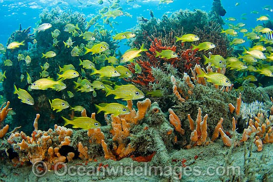 Fish among sponges and corals photo