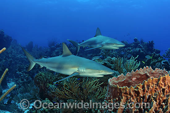 Caribbean Reef Shark photo