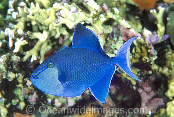 Blue Triggerfish Odonus niger photo