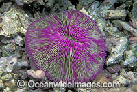 Mushroom Coral (Fungia sp.) detail. Great Barrier Reef, Queensland, Australia