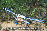 Blue Swimmer Crab (Portunus pelagicus), male mating with female. Also known as Blue Manna Crab. This specie is highly sought after by Commercial fishery. Photo taken at Edithburgh, York Peninsula, South Australia, Australia.