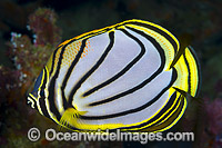Meyer's Butterflyfish (Chaetodon meyeri). Found throughout Indo Pacific, including the Great Barrier Reef, Queensland, Australia.