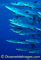 Schooling Chevron Barracuda (Sphyraena qenie). Great Barrier Reef, Queensland, Australia