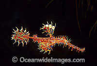 Harlequin Ghost Pipefish (Solenostomus paradoxus). Also known as Ornate Ghost Pipefish. Indo-Pacific