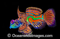 Mandarin-fish (Synchiropus splendidus) - male. Great Barrier Reef, Queensland, Australia