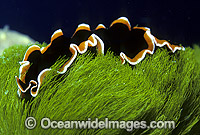 Polyclad Flatworm (Pseudobiceros hancockanus) on Turtle Weed. Great Barrier Reef, Queensland, Australia