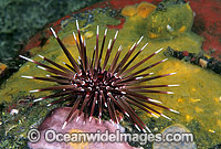 Sea Urchin (Parasalenia gratiosa). Bali, Indonesia