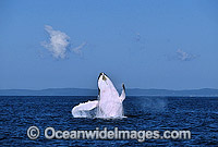Humpback Whale (Megaptera novaeangliae) - breaching on surface. Hervey Bay, Queensland, Australia. Classified as Vulnerable on the IUCN Red List. Sequence: 3a