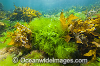 Sea Lettuce (Ulva australis) and a variety of other sea alga. Found on moderately exposed rocky reefs throughout temperate Australian waters. Photo taken at Edthburgh, York Peninsula, South Australia, Australia.