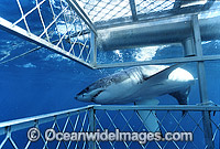 Great White Shark (Carcharodon carcharias) approaching Shark cage. Also known as White Pointer and White Death. Neptune Islands, South Australia. Listed as Vulnerable Species on the IUCN Red List.