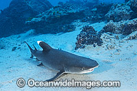 Whitetip Reef Shark (Triaenodon obesus), resting on a sandy seabed. This shark species is one of a few that can stop swimming and rest on the bottom. Photo taken at Heron Island, Great Barrier Reef, Australia.