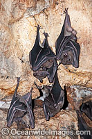 Egyptian Fruit Bats (Rousettus aegyptiacus), roosting in Pura Goa Lawah (Bat Cave Temple), Bali, Indonesia. Within the Coral Triangle.