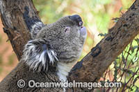 Koala (Phascolarctos cinereus), male calling for a female during breeding season. Victoria, Australia.