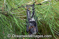 Grey-headed Flying-fox (Pteropus poliocephalus) - juvenile. Also known as Fruit Bat, Grey-headed Wing-foot and Megabat. Coffs Harbour, NSW, Australia. Listed as Vulnerable species.
