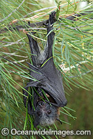 Grey-headed Flying-fox (Pteropus poliocephalus) - juvenile. Also known as Fruit Bat, Grey-headed Wing-foot and Megabat. Coffs Harbour, NSW, Australia. Listed as Vulnerable species.