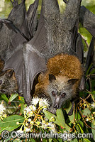 Grey-headed Flying-fox (Pteropus poliocephalus) - feeding on pollen and flower of Ironbark Eucalyptus tree. Also known as Fruit Bat, Grey-headed Wing-foot and Megabat. Coffs Harbour, NSW, Australia. Listed as Vulnerable species.