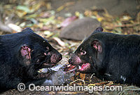 Tasmanian Devils (Sarcophilus harrisii) - two adults feeding whilst competing for a carcass. Tasmania, Australia
