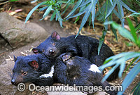 Tasmanian Devils (Sarcophilus harrisii). Tasmania, Australia