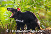 Tasmanian Devil (Sarcophilus harrisii), a carnivorous marsupial of the family Dasyuridae, now found in the wild only on the Australian island state of Tasmania. Classified Endangered on the IUCN Red List of Threatened Species.