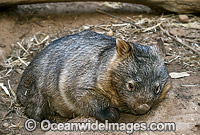 Common Wombat (Vombatus ursinus). Found in South-Eastern Australia, including Tasmania, Australia