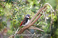 Diamond Firetail Finch (Stagonopleura guttata) - male. Found in grassy woodlands of South-Eastern Australia, Australia