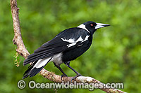 Black-backed Magpie (Gymnorhina tibicen). Also known as Australian Magpie. Found throughout Australia, but with regional colour variation (White-back and Blackback being most common). Photo taken at Coffs Harbour, NSW, Australia.