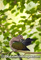 Emerald Dove (Chalcophaps indica). Rainforests of Northern and North-eastern Australia