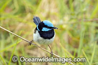 Superb Fairy-wren (Malurus cyaneus), male with captured insect. Found in dense undergrowth, bracken, shrubbery in forests and heaths throughout south-eastern Australia. Photo taken at Flinders, Victoria, Australia.