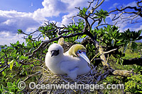 Red-footed Booby (Sula sula) with chick. Great Barrier Reef island, Australia