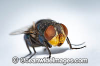 Blow Fly. Also known as Bottle Fly. Photo taken in Coffs Harbour, New South Wales, Australia.