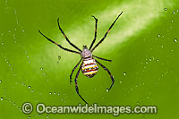 Saint Andrew's Cross Spider (Argiope keyserlingi) - female in web. Found throughout the east coast of Australia, from central New South Wales to southern Queensland.