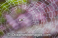 Garden Spider (Uncertain species), in its web covered in dew. Photo taken in a backyard garden in Coffs Harbour, New South Wales, Australia.