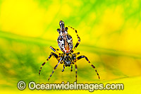 Garden Spider (possibly: Cyclosa insulana), which ranges from the Mediterranean to Australia. Photo was taken in Coffs Harbour, New South Wales, Australia.