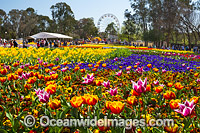 Floriade Festival, Commonwealth Park, Canberra, Australian Capital City, Australia. Floriade is Australia's biggest celebration of Spring that runs each year in Canberra during the months of September and October.