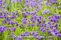 Wildflowers. Photo taken during Spring season in open fields near Casino, New South Wales, Australia.