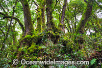 Spectacular clump of Antarctic Beech Trees (Nothofagus moorei), situated in sub-tropical rainforest. Photo taken at Lamington World Heritage National Park, Queensland, Australia.