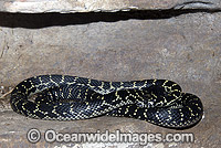 Broad-headed Snake (Hoplocephalus bungaroides). Restricted to sand-stone escarpments around Sydney, Australia. Potentially dangerous. Australia's only Endangered snake. Rare.