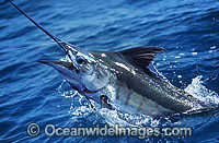 Indo-Pacific Blue Marlin (Makaira mazara) breaching on surface after taking a bait. Also known as Billfish. Great Barrier Reef, Queensland, Australia