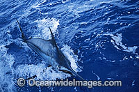 Indo-Pacific Blue Marlin (Makaira mazara). Also known as Billfish. Great Barrier Reef, Queensland, Australia