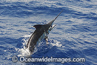 Atlantic Blue Marlin (Makaira nigricans), at the surface after taking a lure bait. Also known as Billfish. Found throughout the Atlantic Ocean. Photo taken off Cape Verde, Western Africa, Atlantic Ocean.