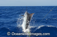 Atlantic Blue Marlin (Makaira nigricans), at the surface after taking a lure bait. Also known as Billfish. Found throughout the Atlantic Ocean. Photo taken off Cape Verde, Western Africa, Atlantic Ocean.