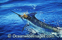 Indo-Pacific Blue Marlin (Makaira mazara) breaching on surface after taking a bait. Also known as Billfish. Great Barrier Reef, Queensland, Australia