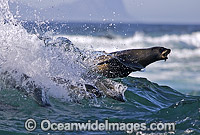 Cape Fur Seal (Arctocephalus pusillus pusillus) - surfing breaking wave. Seal Island, False Bay, South Africa