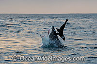 Great White Shark (Carcharodon carcharias) hunting a Cape Fur Seal (Arctocephalus pussilus pussilus). Seal Island, False Bay South Africa. Sequence 1.