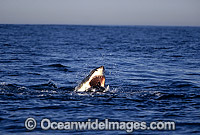Great White Shark (Carcharodon carcharias) attacking Cape Fur Seal (Arctocephalus pusillus pusillus). False Bay, South Africa. Protected species Classified as Vulnerable on the IUCN Red List. Sequence - J4.