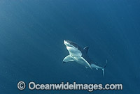 Great White Shark (Carcharodon carcharias) underwater. Also known as White Pointer and White Death. Seal Island, False Bay, South Africa, Atlantic Ocean. Listed as Vulnerable Species on the IUCN Red List.