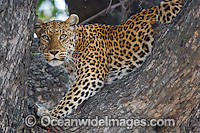 African Leopard (Panthera pardus pardus), in a tree. Serengeti, Tanzania, Africa