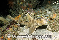 Horn Shark (Heterodontus japonicus). Izu Peninsula, Japan