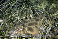 Western Shovelnose Ray (Aptychotrema vincentiana). Also known as Southern Shovelnose Ray, Shovelnose Shark and Guitarfish. South Western Australia